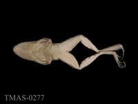 腹斑蛙藏品圖，第6張